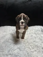 Jet, a male Boxer for sale in George, IA – Photo 2 of 4