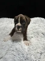 Jet, a male Boxer for sale in George, IA – Photo 3 of 4