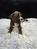 Jet, a male Boxer for sale in George, IA – Photo 4 of 4