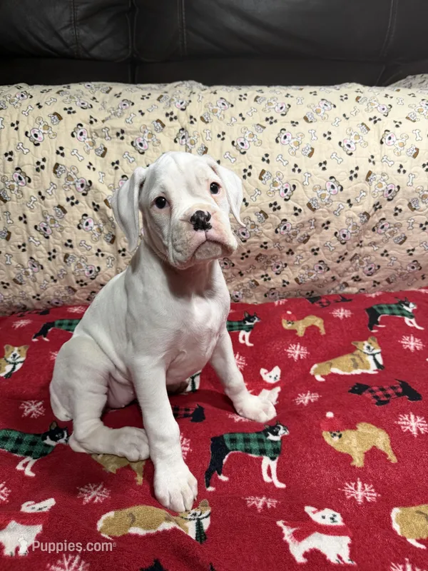 Peanut – Boxer puppy on hold in George, IA