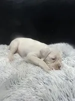 Peanut, a female Boxer for sale in George, IA – Photo 3 of 4