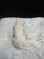 Peanut, a female Boxer for sale in George, IA – Photo 4 of 4