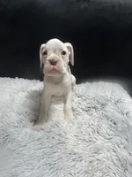 Peanut, a female Boxer for sale in George, IA – Photo 2 of 4