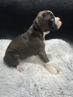 Brutus, a male Boxer for sale in George, IA – Photo 1 of 4