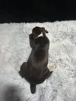 Brutus, a male Boxer for sale in George, IA – Photo 3 of 4