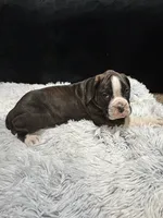 Brutus, a male Boxer for sale in George, IA – Photo 4 of 4