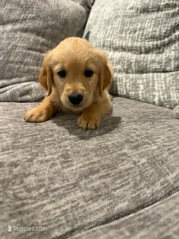Boy 4 – Golden Retriever puppy for sale in Canon City, CO
