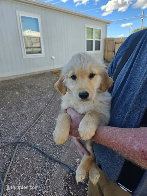 Boy 1 – Golden Retriever puppy for sale in Canon City, CO