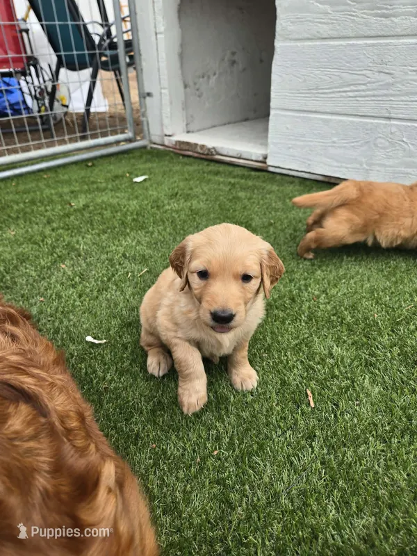 Pink female  – Golden Retriever puppy for sale in Canon City, CO