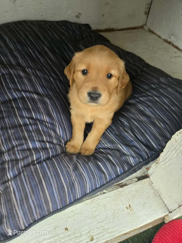 Purple female – Golden Retriever puppy for sale in Canon City, CO