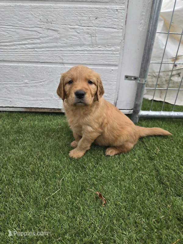 Blue male  – Golden Retriever puppy for sale in Canon City, CO