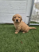 Blue male , a male Golden Retriever for sale in Canon City, CO – 1 of 1