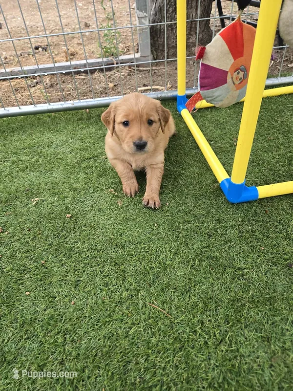 Female – Golden Retriever puppy for sale in Canon City, CO