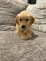 Boy 2, a male Golden Retriever for sale in Canon City, CO – 1 of 1