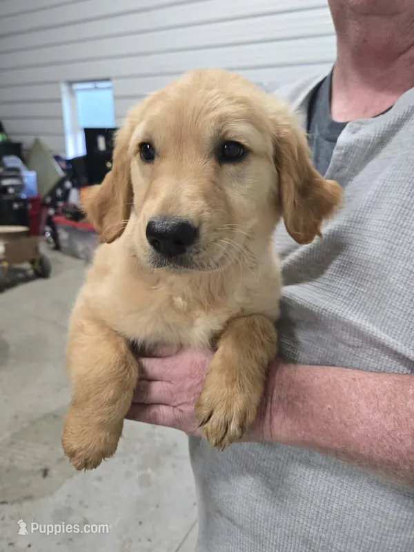 Female – Golden Retriever puppy for sale in Canon City, CO