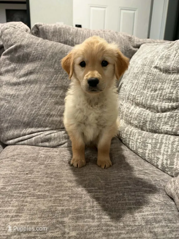 Boy 1 – Golden Retriever puppy for sale in Canon City, CO