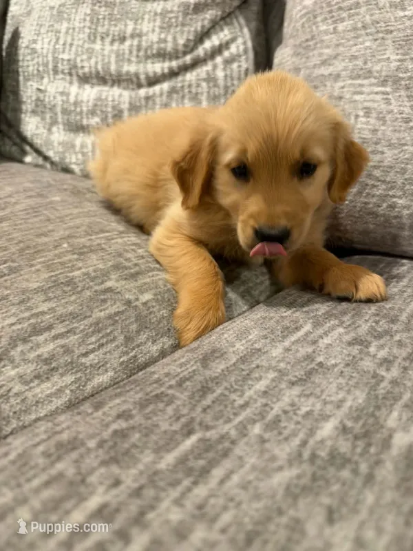 Boy 3 – Golden Retriever puppy for sale in Canon City, CO