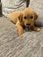 Boy 3, a male Golden Retriever for sale in Canon City, CO – 1 of 1
