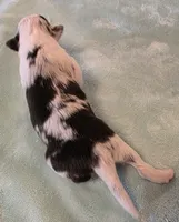 processed/594c3667-4336-4f33-804d-b54acf503087/listing/2105b0e2-d823-4093-a6bf-f2c5b14cfac5/0630789e-4353-4df0-96b4-b81979a610fc