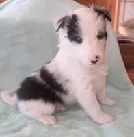 Bi-blue, a male Shetland Sheepdog for sale in Berkeley Springs, WV – Photo 3 of 6
