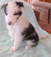 Bi-blue, a male Shetland Sheepdog for sale in Berkeley Springs, WV – Photo 2 of 6