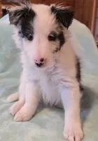 Bi-blue, a male Shetland Sheepdog for sale in Berkeley Springs, WV – Photo 6 of 6