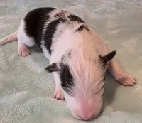 processed/594c3667-4336-4f33-804d-b54acf503087/listing/2105b0e2-d823-4093-a6bf-f2c5b14cfac5/665cd443-cc84-4e28-9cbe-e5a6bb8ac52f