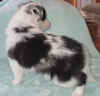 Bi-blue, a male Shetland Sheepdog for sale in Berkeley Springs, WV – Photo 4 of 6