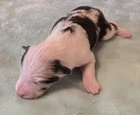 processed/594c3667-4336-4f33-804d-b54acf503087/listing/2105b0e2-d823-4093-a6bf-f2c5b14cfac5/b8cffd57-4bb8-4d38-8e49-c2da4335f74a