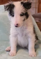 Bi-blue, a male Shetland Sheepdog for sale in Berkeley Springs, WV – Photo 5 of 6