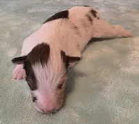 processed/594c3667-4336-4f33-804d-b54acf503087/listing/40d7acb8-b83f-4dfa-830e-cb161599bb4a/85bd0ec4-00ab-4264-9ba2-274ac55b56c2