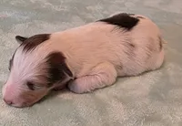 processed/594c3667-4336-4f33-804d-b54acf503087/listing/40d7acb8-b83f-4dfa-830e-cb161599bb4a/defcd1be-c008-4e0f-87cb-327d5ee323d9