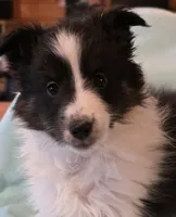 Tricolor, a female Shetland Sheepdog for sale in Berkeley Springs, WV – Photo 1 of 2