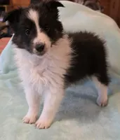 Tricolor, a female Shetland Sheepdog for sale in Berkeley Springs, WV – Photo 2 of 2