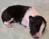 processed/594c3667-4336-4f33-804d-b54acf503087/listing/676d4b60-eb64-4c62-9007-bc7ae4ddeac8/ddf93bd9-ba93-40e3-83b8-bfe4bd885139