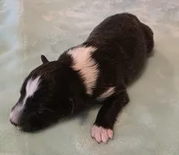 processed/594c3667-4336-4f33-804d-b54acf503087/listing/c3f47791-f926-4709-8fab-f8b8ae861eed/53d3c099-72b1-4d6b-9d52-d592263ef7d4