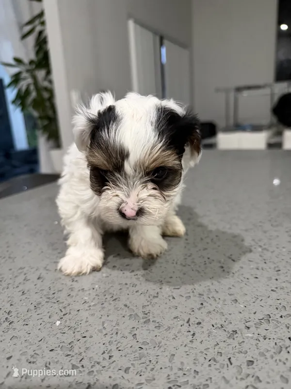 Charlie  – Yorkshire Terrier puppy for sale in Miami, FL