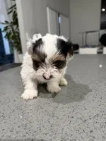 Charlie , a male Yorkshire Terrier for sale in Miami, FL – 1 of 4