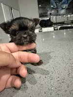 Peanut , a male Yorkshire Terrier for sale in Miami, FL – 3 of 4