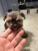 Teddy, a male Yorkshire Terrier for sale in Miami, FL – 3 of 3