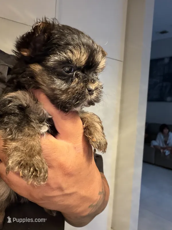 Peanut  – Yorkshire Terrier puppy for sale in Miami, FL
