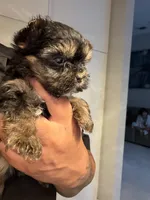 Peanut , a male Yorkshire Terrier for sale in Miami, FL – 1 of 4