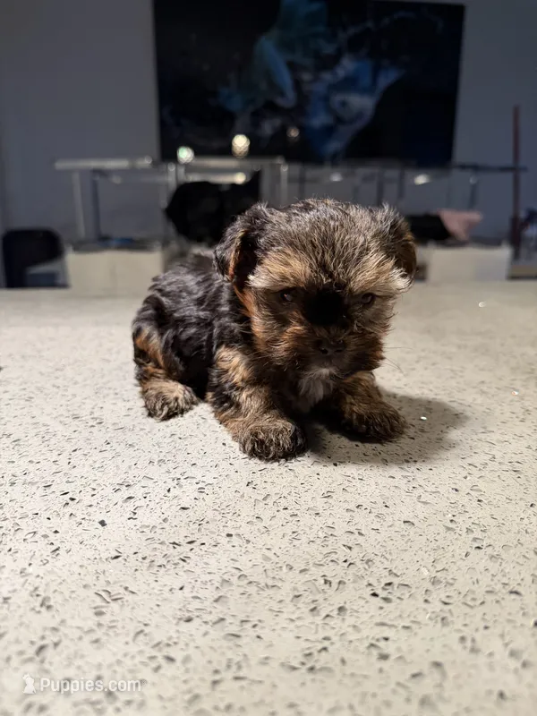 Teddy – Yorkshire Terrier puppy for sale in Miami, FL
