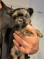 Peanut , a male Yorkshire Terrier for sale in Miami, FL – 4 of 4