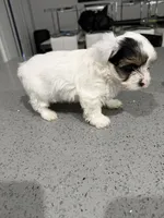 Charlie , a male Yorkshire Terrier for sale in Miami, FL – 4 of 4