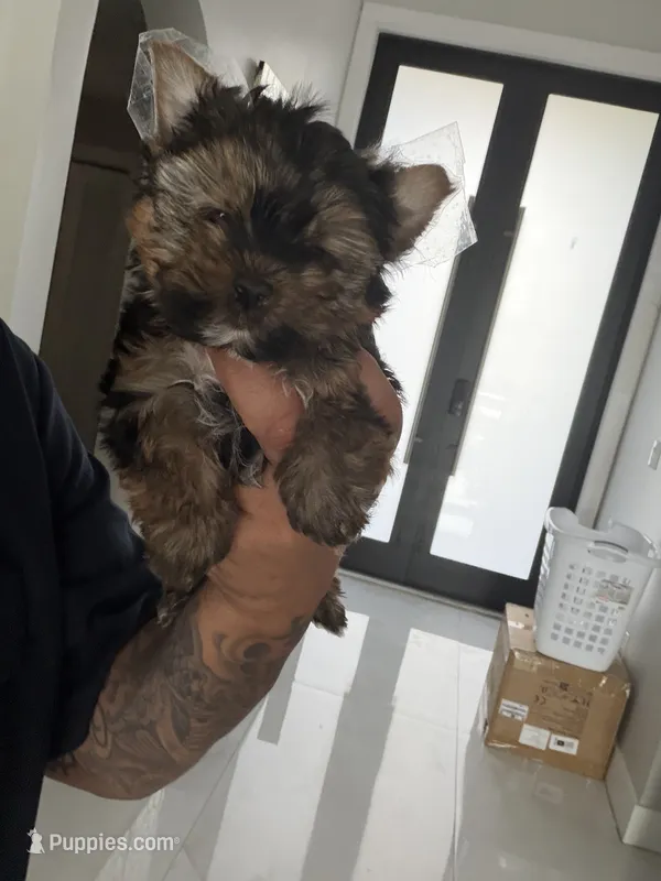 Teddy – Yorkshire Terrier puppy for sale in Miami, FL