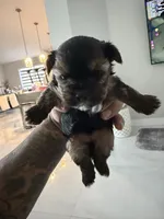 Charlie, a male Yorkshire Terrier for sale in Miami, FL – 1 of 1