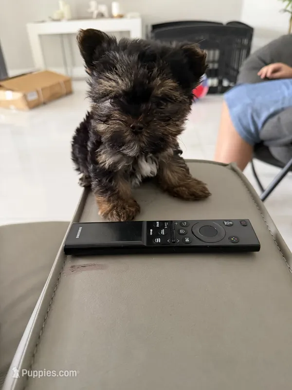 Peanut  – Yorkshire Terrier puppy for sale in Miami, FL