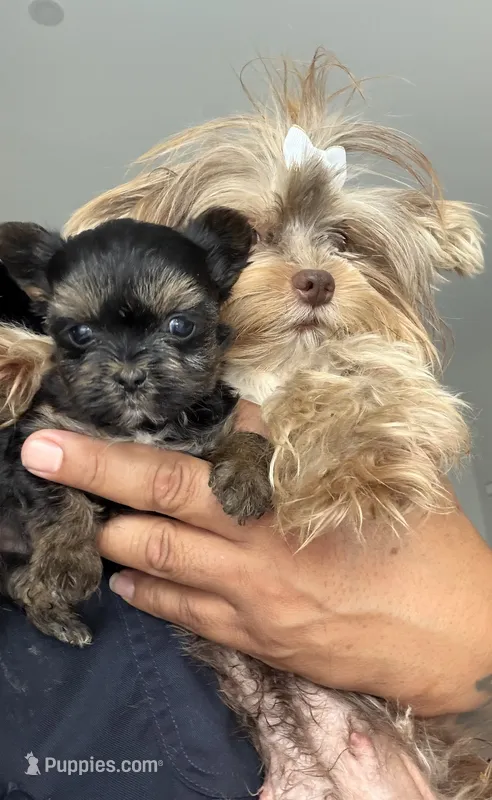 Louie  – Yorkshire Terrier puppy for sale in Miami, FL