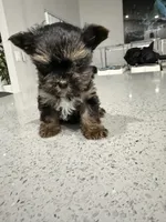 Peanut , a male Yorkshire Terrier for sale in Miami, FL – 2 of 4
